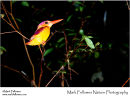 Rufous-backed kingfisher Cyex rufidorsa