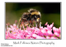 Red-tailed bumblebee Bombus lapidarius