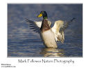 Mallard Anas platyrhynchos
