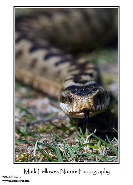 Adder <em>Vipera berus</em>