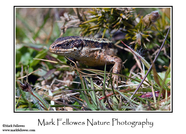 Common lizard <em>Lacerta vivipara</em>