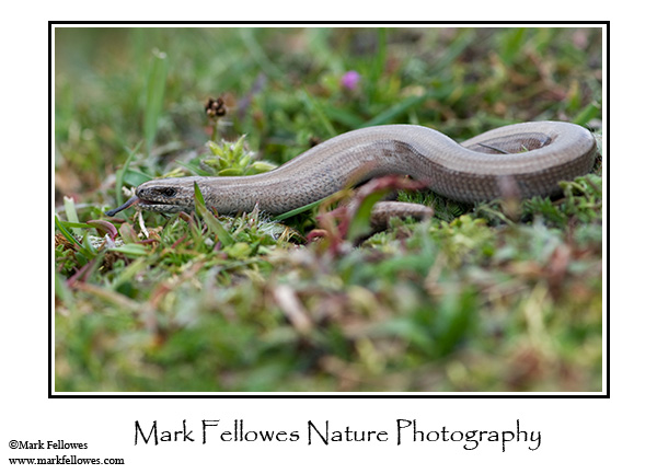Slow worm <em>Anguis fragilis</em>