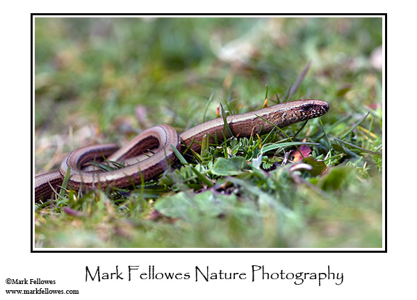 Slow worm <em>Anguis fragilis</em>