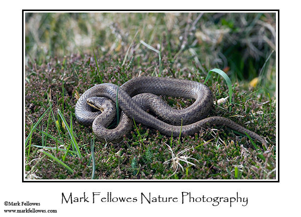Smooth snake <em>Coronella austriaca</em>