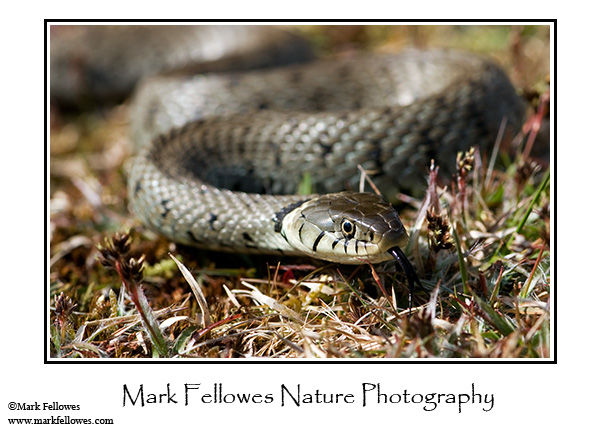 Grass snake <em>Natrix natrix</em>
