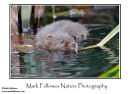Water vole Arvicola terrestris