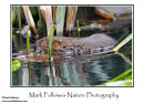 Water vole Arvicola terrestris