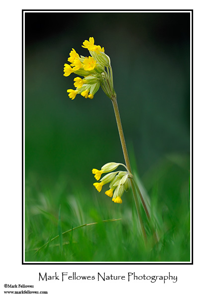 Cowslip <em>Primula veris</em>
