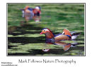 Mandarin duck Aix galericulata