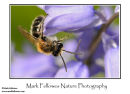 Mining bee Andrena flavipes