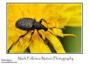Vine weevil Otiorhynchus sulcatus