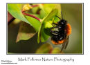 Tawny mining bee Andrena armata