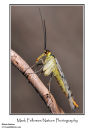 Female scorpionfly Panorpia communis