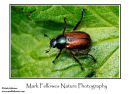 Garden chafer Phyllopertha horticola