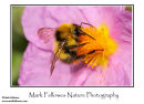 Bumblebee Bombus pratorum