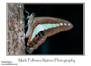Bluebottle butterfly Graphium sarpedon luctatius 