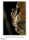 Frilled tree frog Rhacophorus appendaculatus