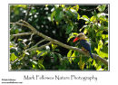 Stork-billed kingfisher Pelargopsis capensis