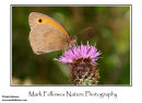 Meadow brown Maniola jurtina