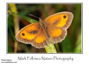 Gatekeeper Pyronia tithonus