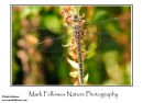 Female southern hawker Aeshna cyanea
