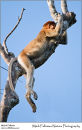 Proboscis monkey Nasalis larvatus