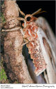 Atlas moth Attacus atlas