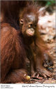 Bornean orangutan Pongo pygmaeus