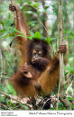 Bornean orangutan Pongo pygmaeus