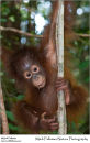Bornean orangutan Pongo pygmaeus