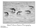 Dunlin Calidris alpina