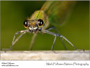 Beautiful demoiselle damselfly Calopteryx virgo