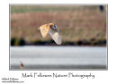 Barn owl Tyto alba