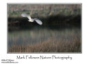 Barn owl Tyto alba