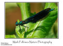 Beautiful demoiselle damselfly Calopteryx virgo