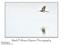 Black-tailed godwit Limosa limosa