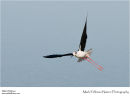 Black-winged stilt Himantopus himantopus