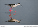 Black-winged stilt Himantopus himantopus