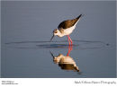 Black-winged stilt Himantopus himantopus