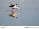 Black-winged stilt Himantopus himantopus