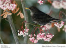 Blackbird Turdus merula