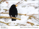 Blackbird Turdus merula in the snow