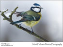 Blue tit Cyanistes caeruleus