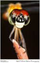 Brachygonia occulata
