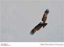 Brahminy kite Haliastur indus