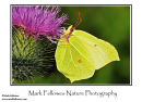 Male brimstone butterfly Gonepteryx rhamni
