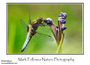 Male broad bodied chaser Libellula depressa
