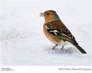 Chaffinch Fringilla coelebs