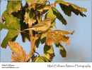 Chiffchaff Phylloscopus collybita
