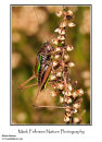 Bog bush cricket Metrioptera brachyptera